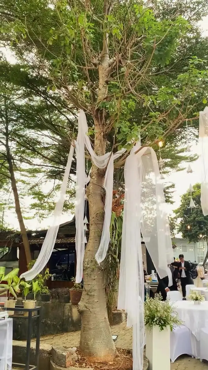 Pohon besar di area acara dililit untaian kain putih dengan meja tamu di bawahnya